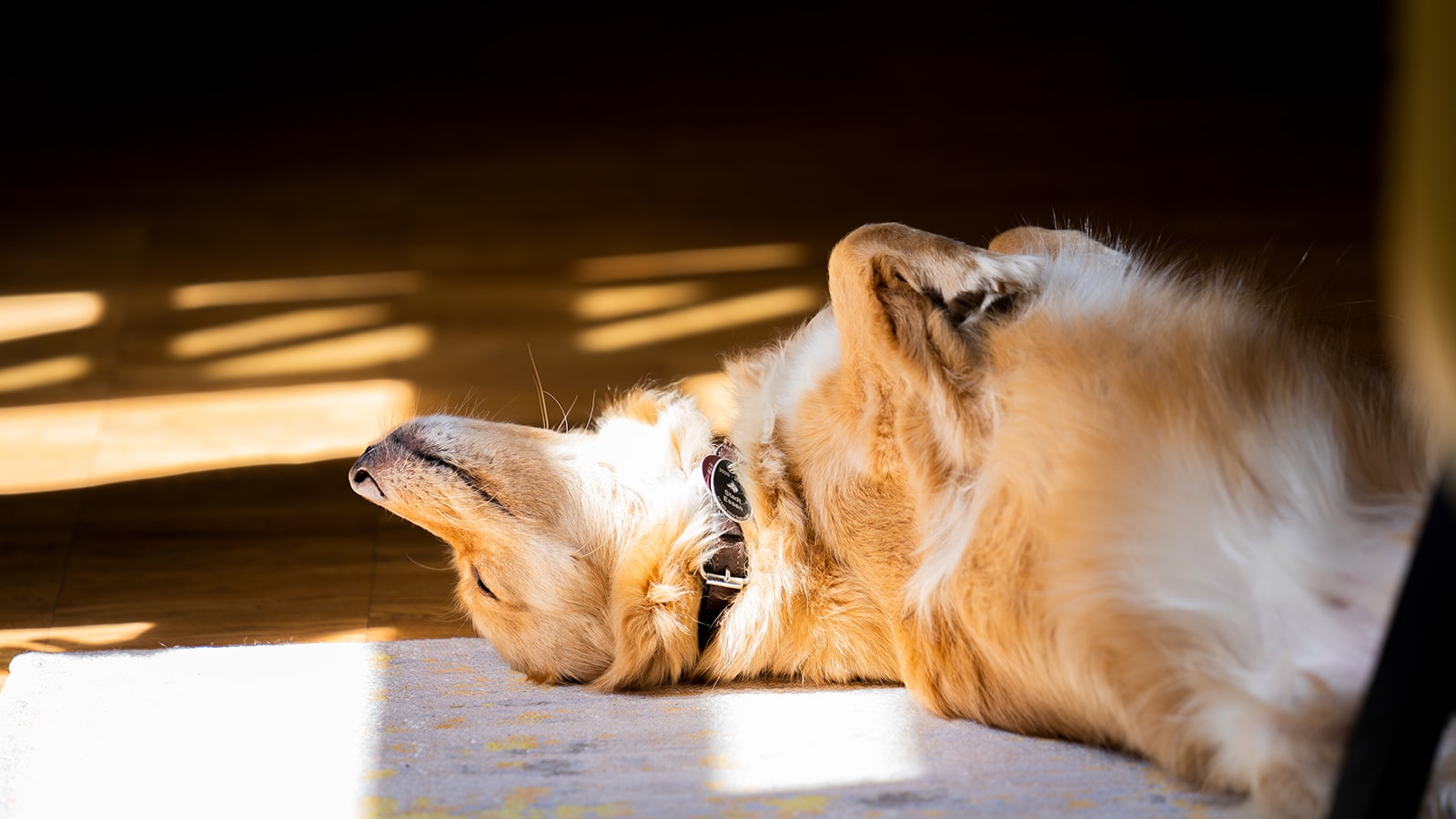 Bürohund in Duisburg